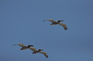 Walks - 3 Pelicans in flight
