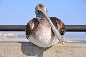 Walks - Cyril the Pelican on Pier