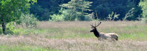 Oregon Elk