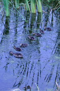 Ducks all in a row - A.