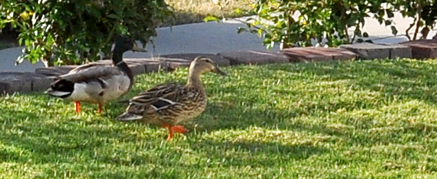 Monday Morning Ducks 2