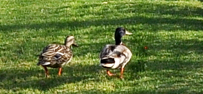 Monday Morning Ducks 3