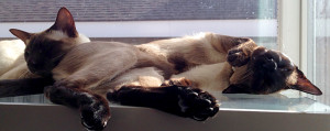 Mist and Smoke in Window (Siamese cats)