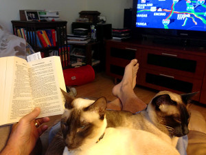 Reading is OK, but we still get the lap. (Siamese cats)