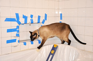 Tile work 5 / cat inspection