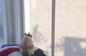 Sunroom Cats -- Shadows on the screen