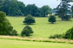 Trip - The sheep "next door" to Highclere Castle
