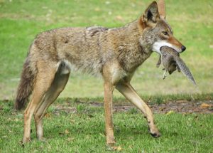 A popular and brazen coyote that was frequently seen cavorting and hunting in close proximity to people at Huntington Beach's Central Park was euthanized on June 21. This photo was taken by Dawn Macheca of Huntington Beach about two weeks before the animal was darted and then put down by O.C. Animal Control.
